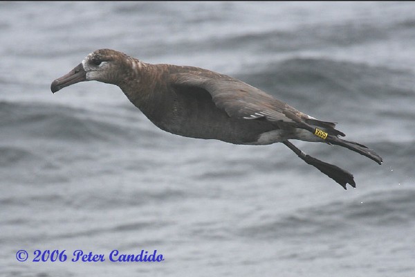 Black-footed Albatross